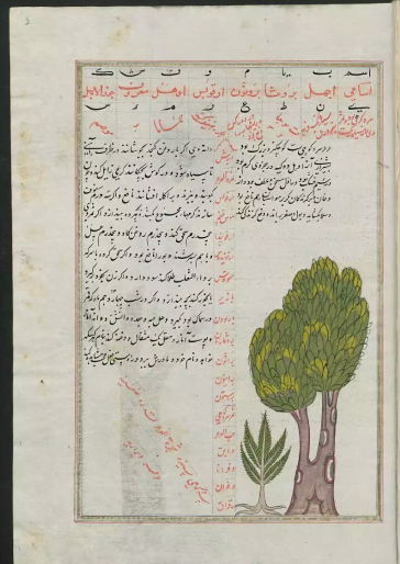 کتاب قدیمی درخت شناسی