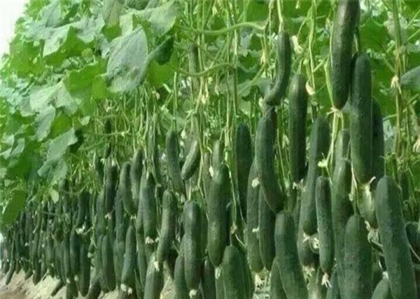 پرورش خیار
