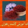 آموزش کاشت زعفران